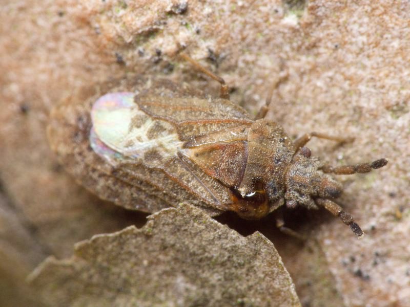 Aradus cinnamomeus Panzer, 1806